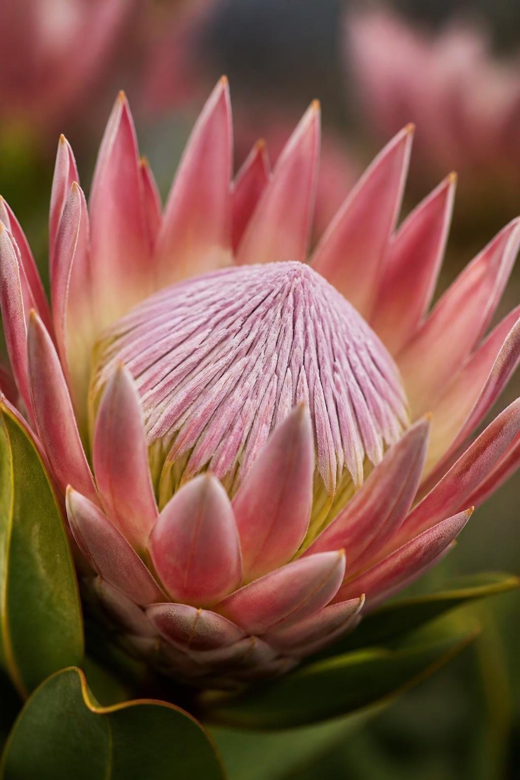 découvrez la signification profonde du protea, une fleur riche en symboles de transformation, courage et diversité.