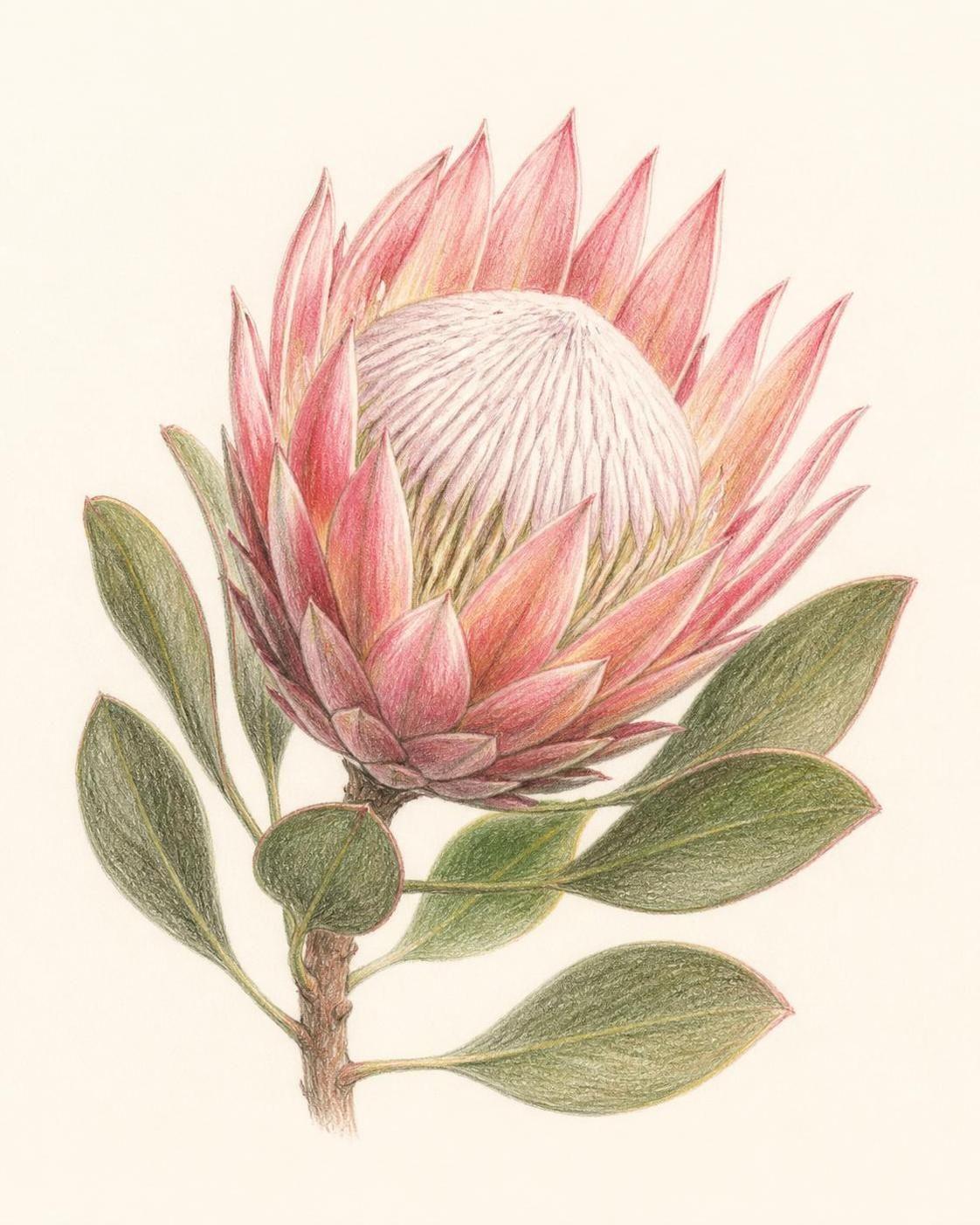 découvrez la symbolique du protea, une fleur riche en significations liées à la transformation, la diversité et la résilience.