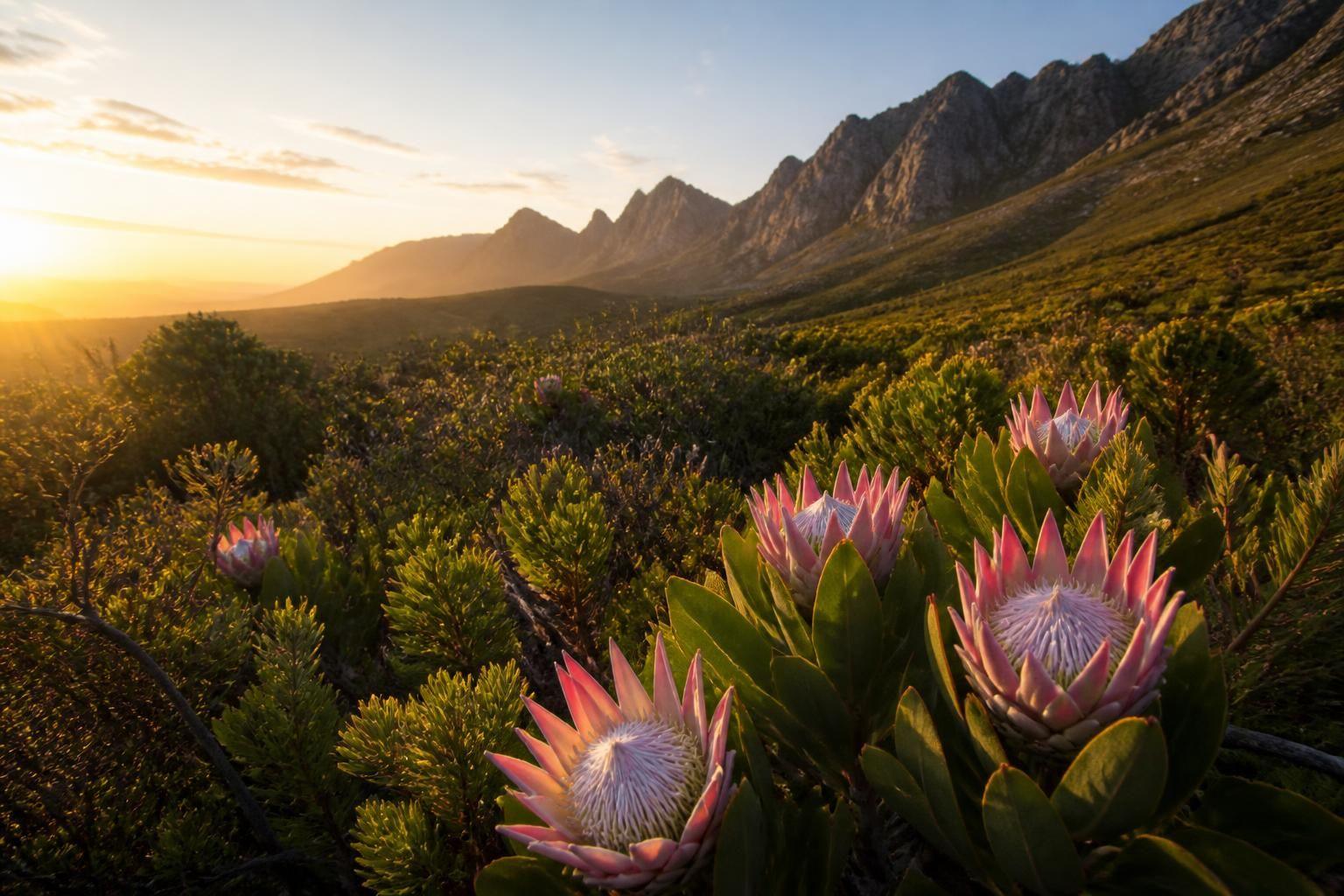 découvrez la symbolique du protea, une fleur riche en significations, représentant la diversité, le courage et la transformation.