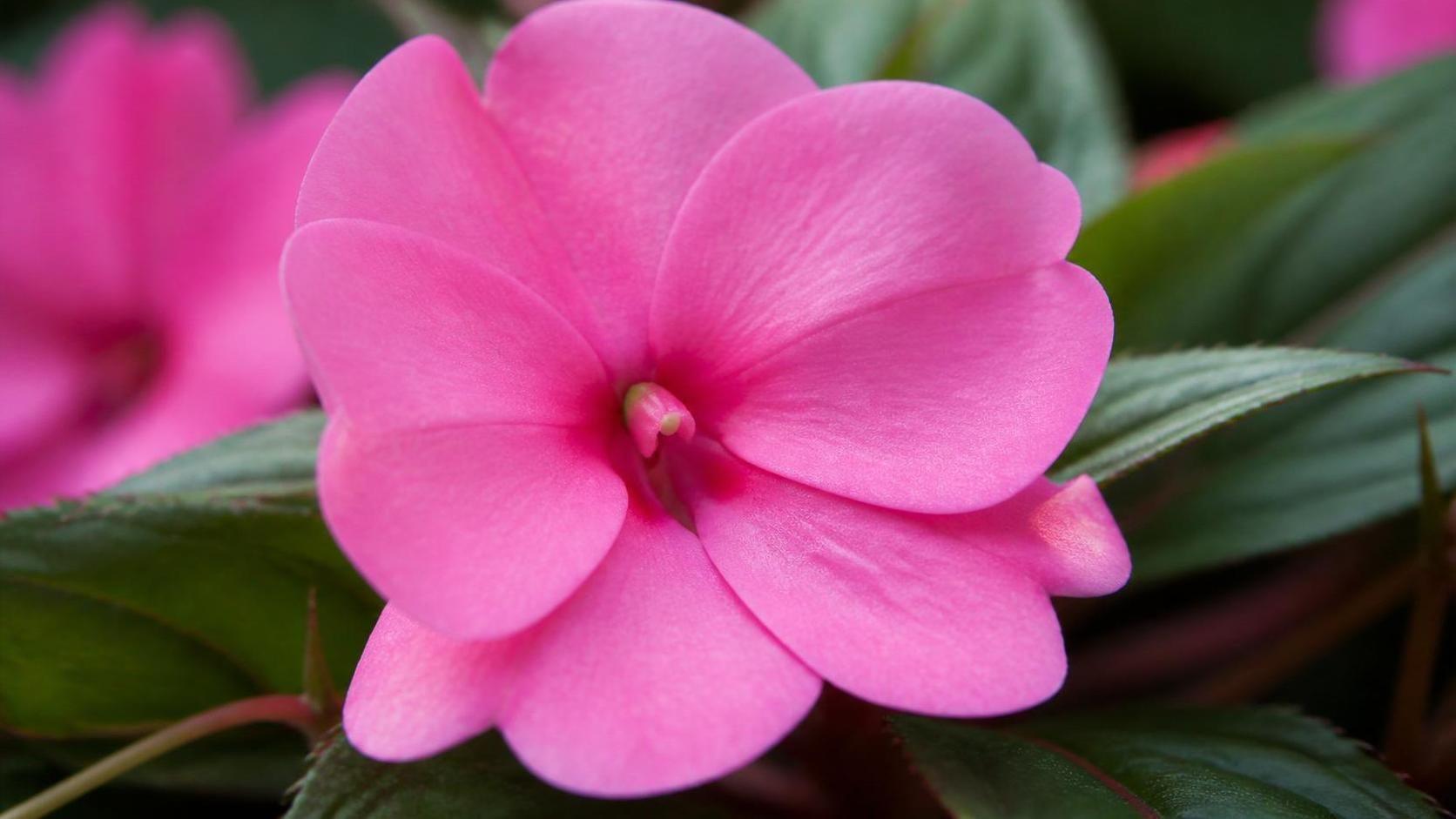 découvrez la signification spirituelle de l’impatiens, une fleur qui symbolise la patience, la douceur et l’équilibre intérieur dans diverses traditions.