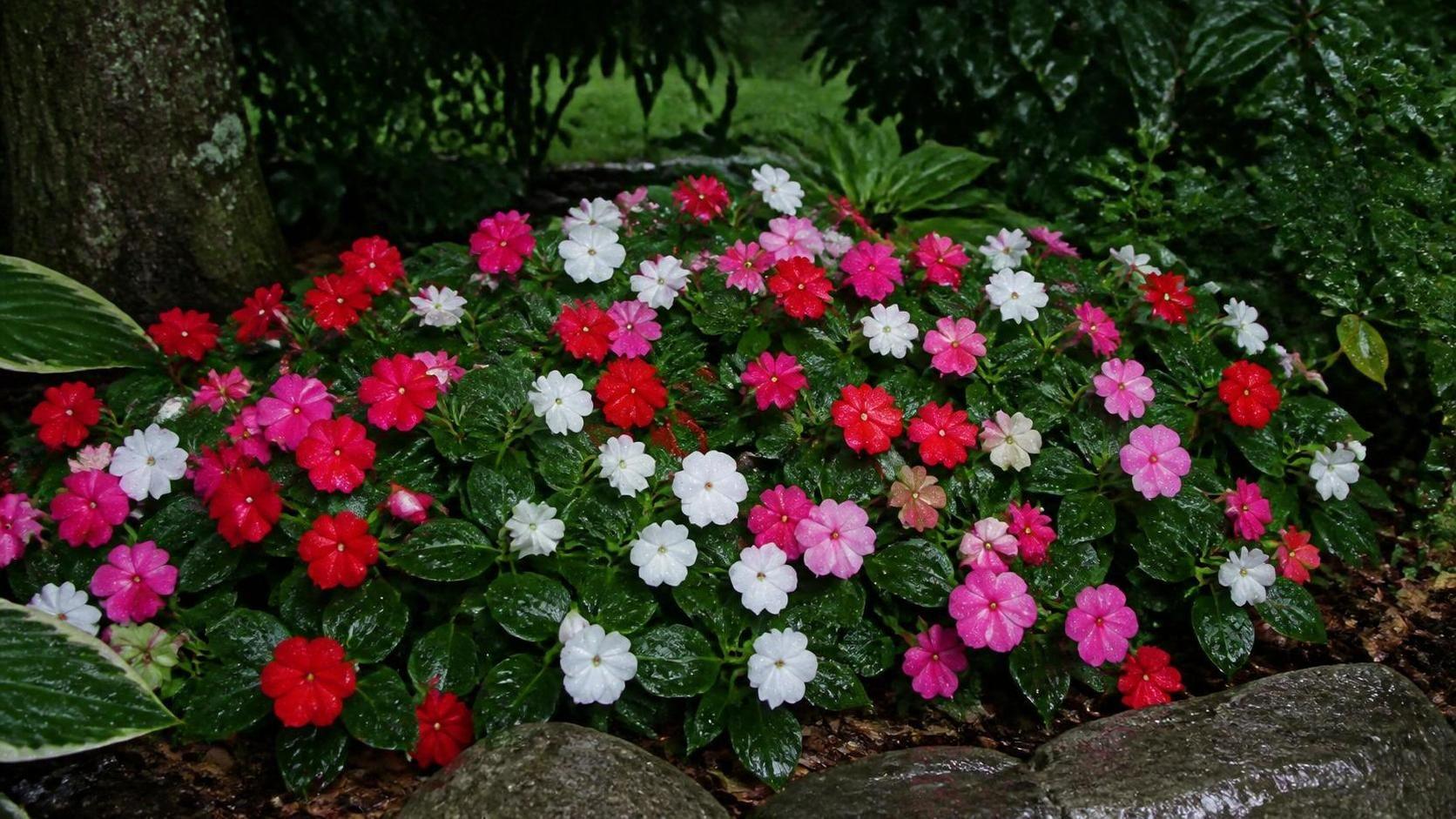 découvrez la signification spirituelle de l’impatiens, une fleur symbolisant la patience, l'énergie et l'harmonie intérieure dans diverses traditions spirituelles.