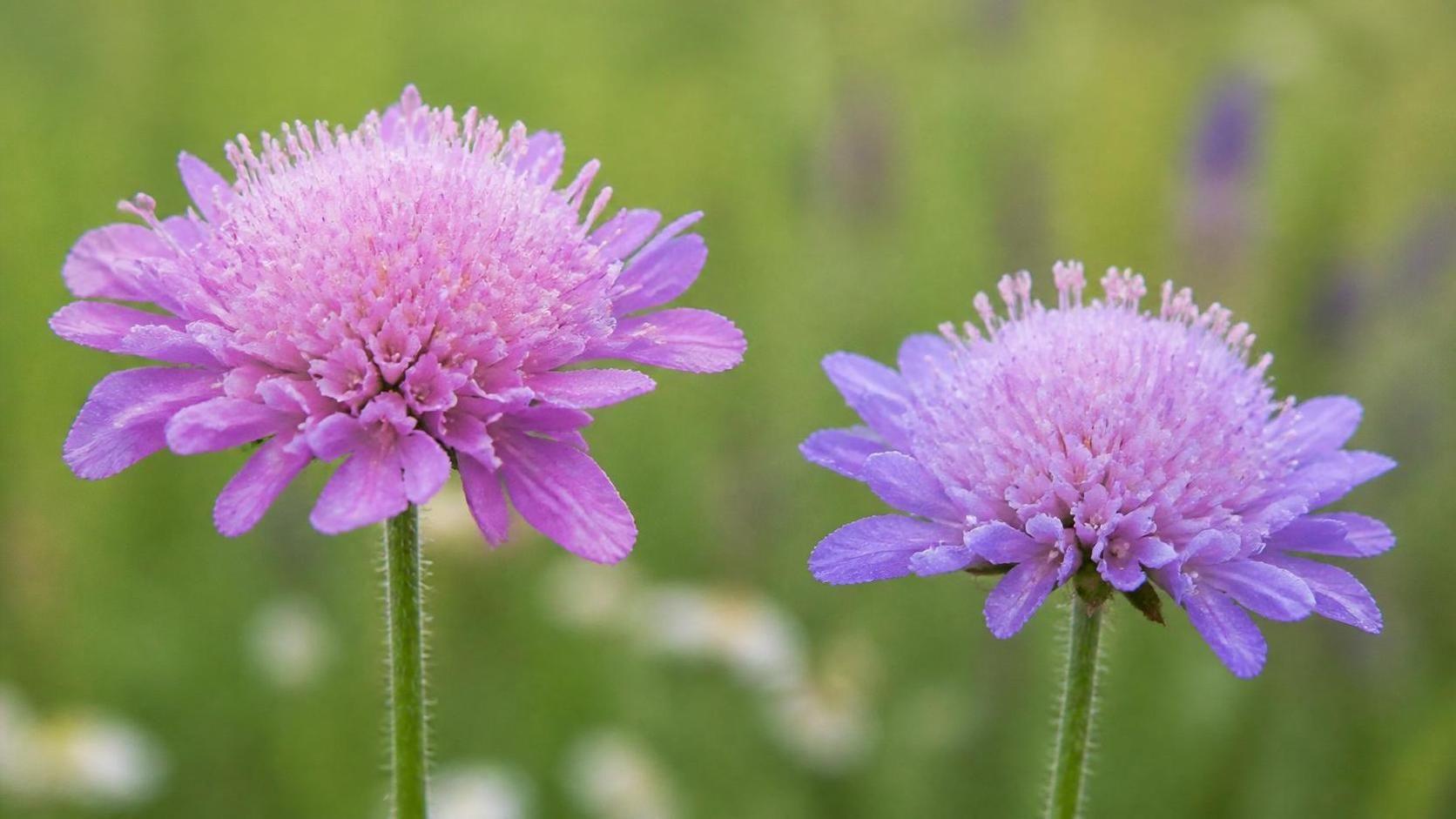découvrez la signification spirituelle de la knautia, une fleur porteuse de symboles profonds de guérison, de protection et de connexion à la nature.