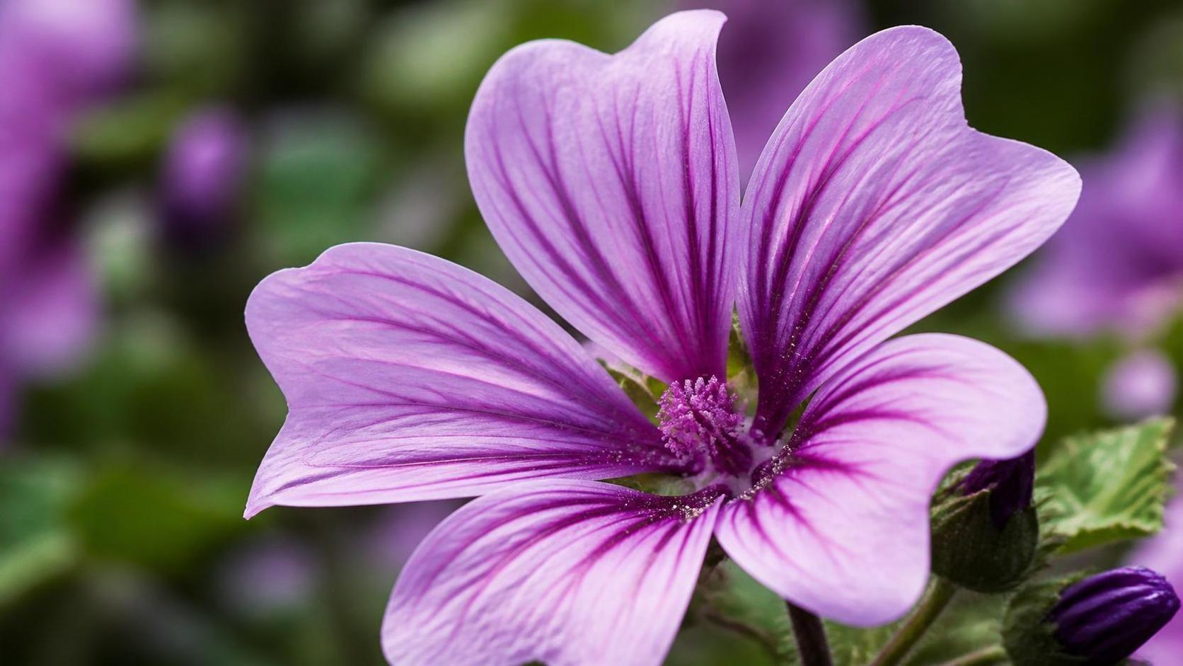 découvrez la symbolique spirituelle de la mauve, une fleur porteuse de significations profondes liées à la guérison, la sérénité et la protection dans diverses traditions spirituelles.