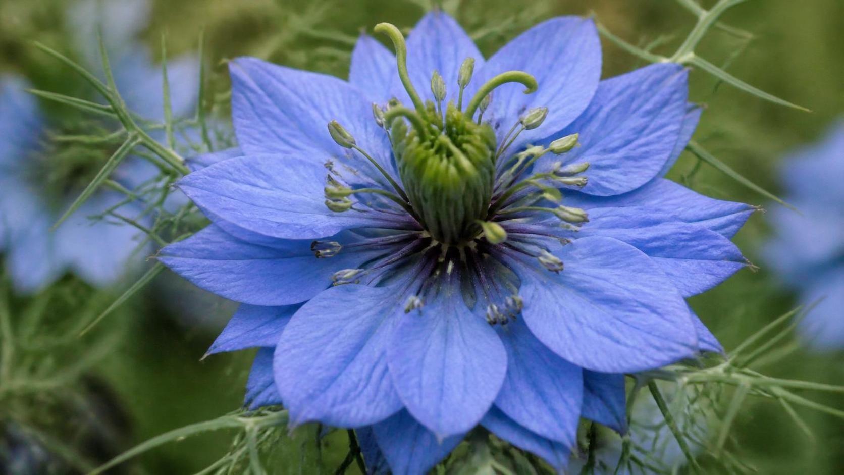 découvrez la signification spirituelle profonde de la nigelle, une plante aux multiples symboles dans diverses traditions, et son rôle dans la culture et la spiritualité.