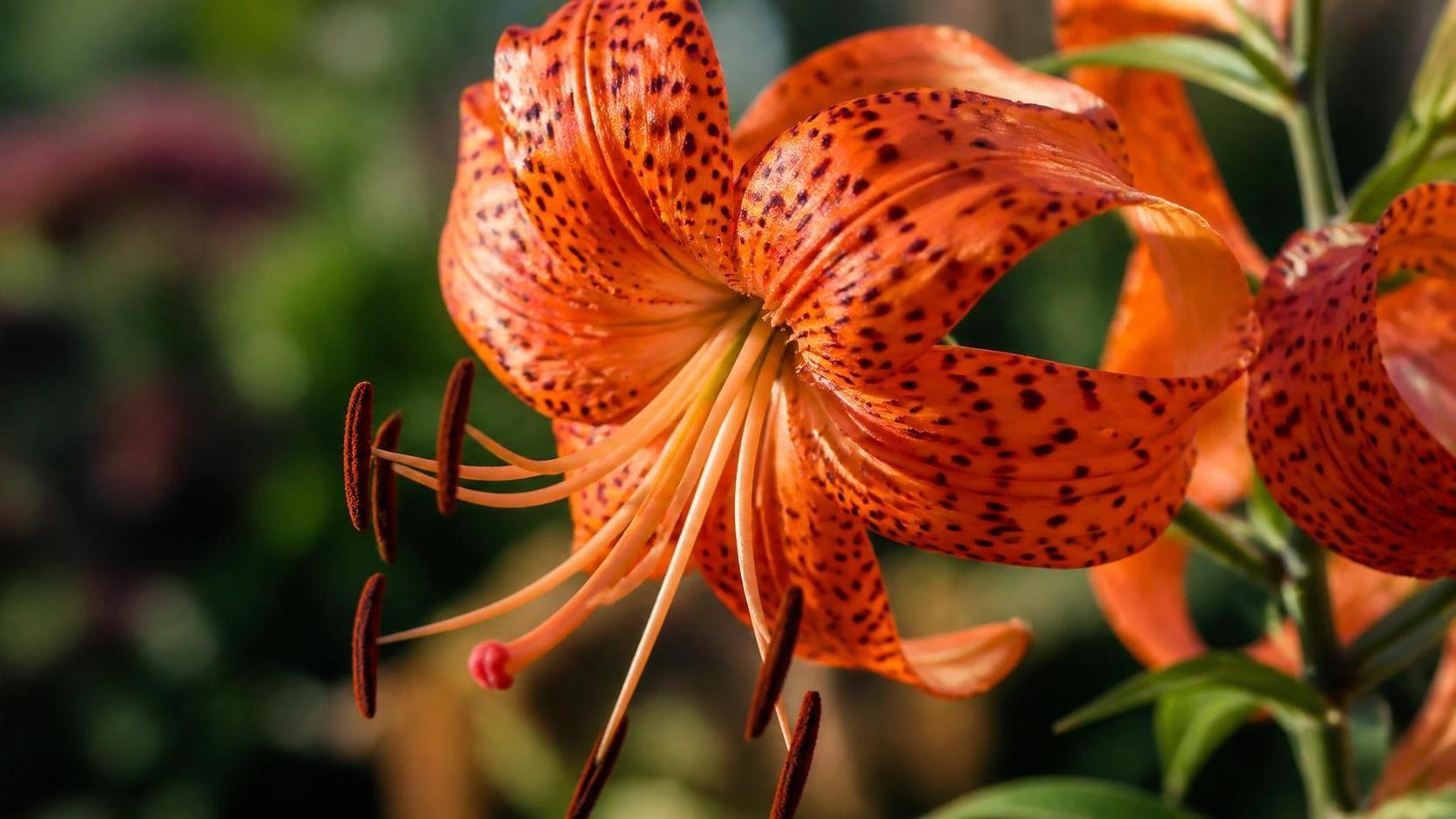 découvrez la signification profonde et la symbolique spirituelle du lis tigré, une fleur riche en mystères et en messages pour l'âme.