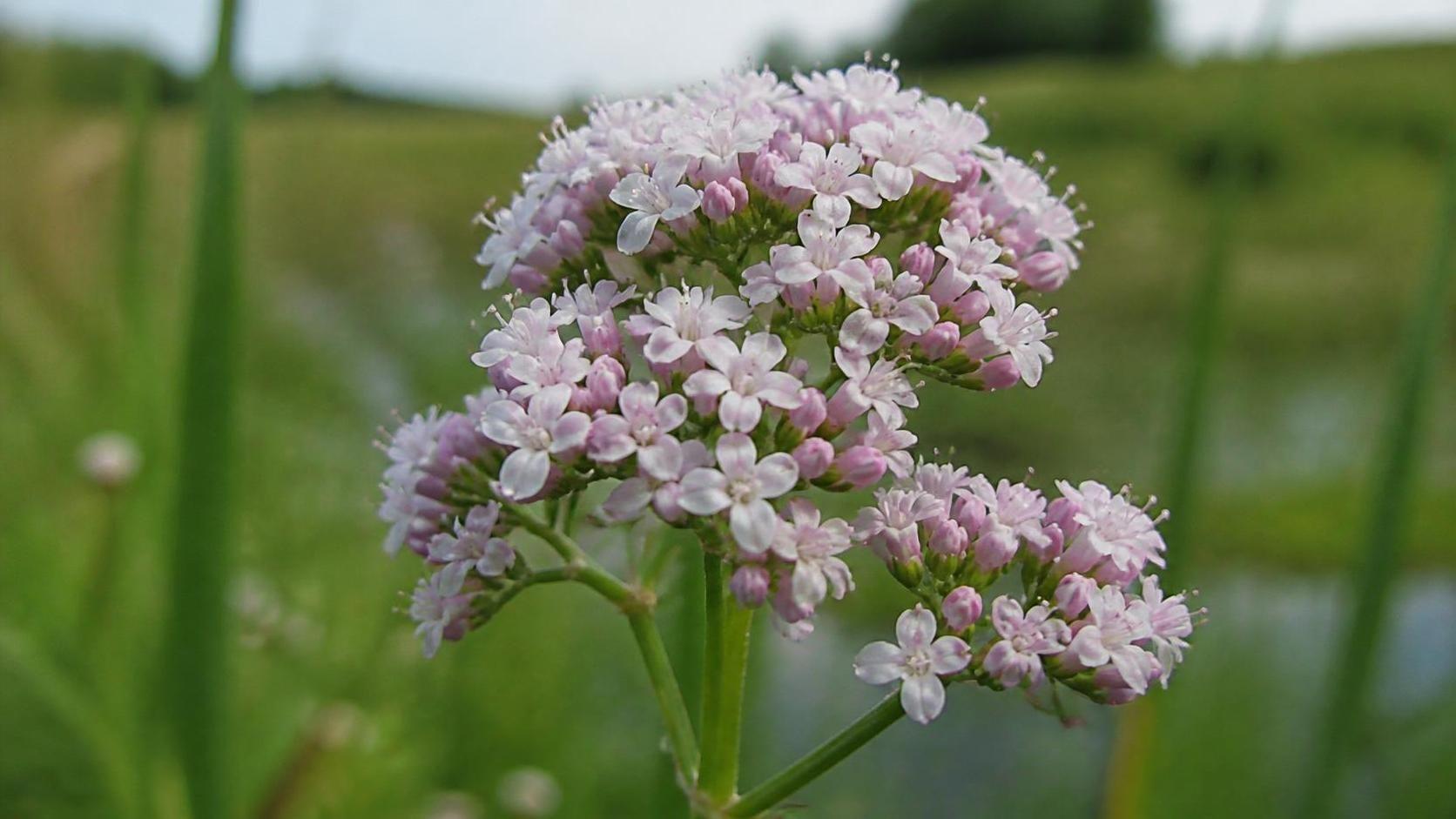 découvrez la signification de la valériane, une plante reconnue pour ses vertus apaisantes et ses usages traditionnels en phytothérapie.