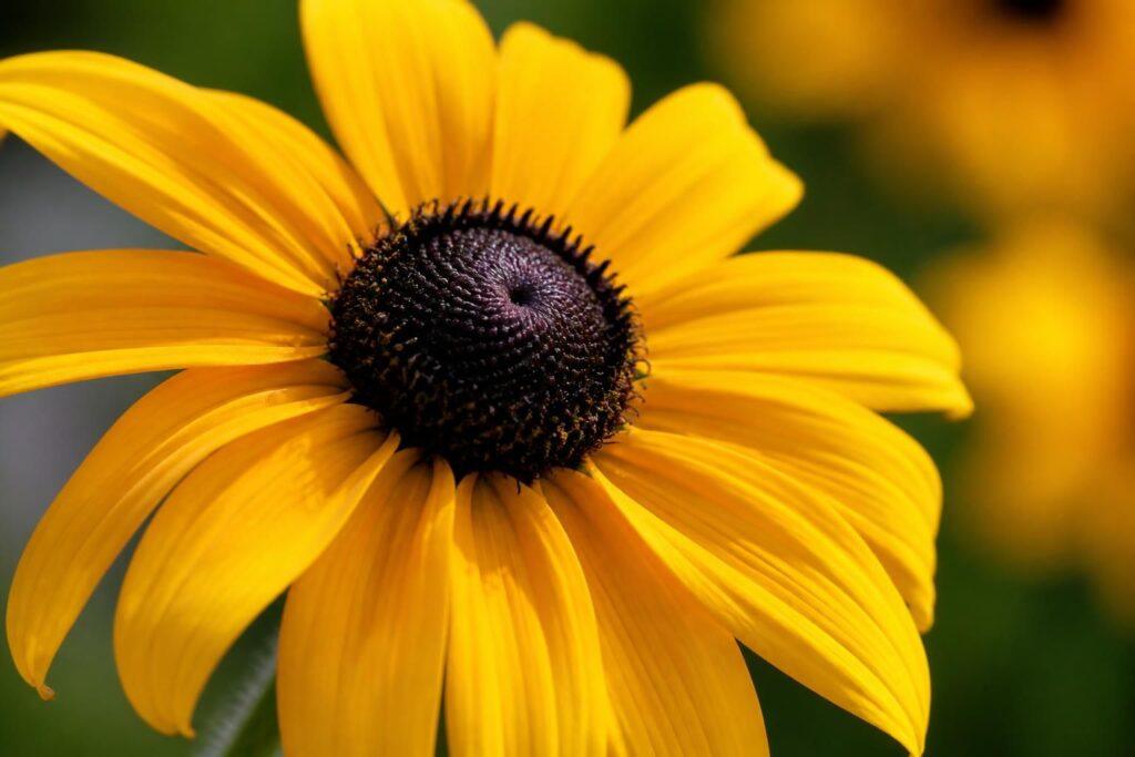 découvrez la signification du rudbeckia, une fleur symbolique pleine de couleurs et de sens, parfaite pour embellir vos jardins et vos bouquets.