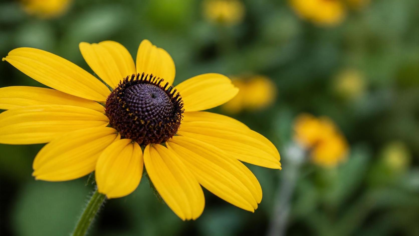 découvrez la signification du rudbeckia, une fleur symbole de joie et d'amitié, et apprenez comment l'intégrer dans votre jardin ou vos bouquets.