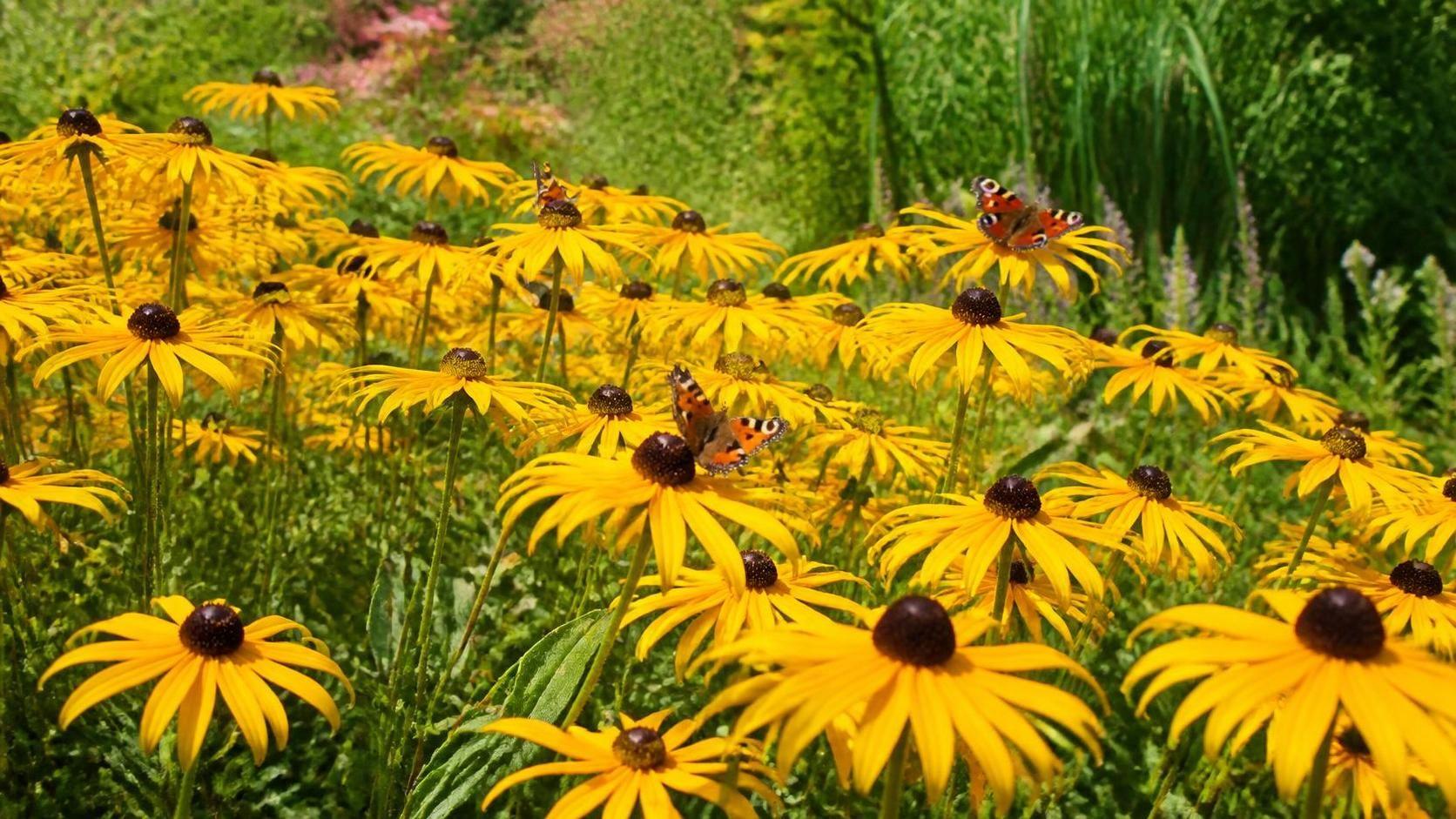 découvrez la signification du rudbeckia, une fleur symbolique riche en émotions et en beauté naturelle.