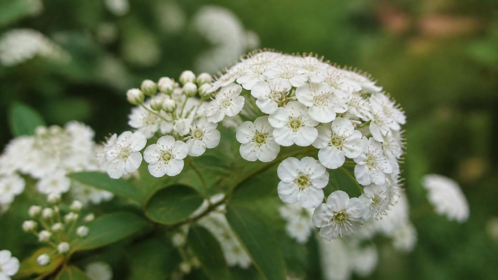 découvrez la signification et la symbolique de la spirée, une plante aux multiples vertus et représentations dans la culture et le jardinage.