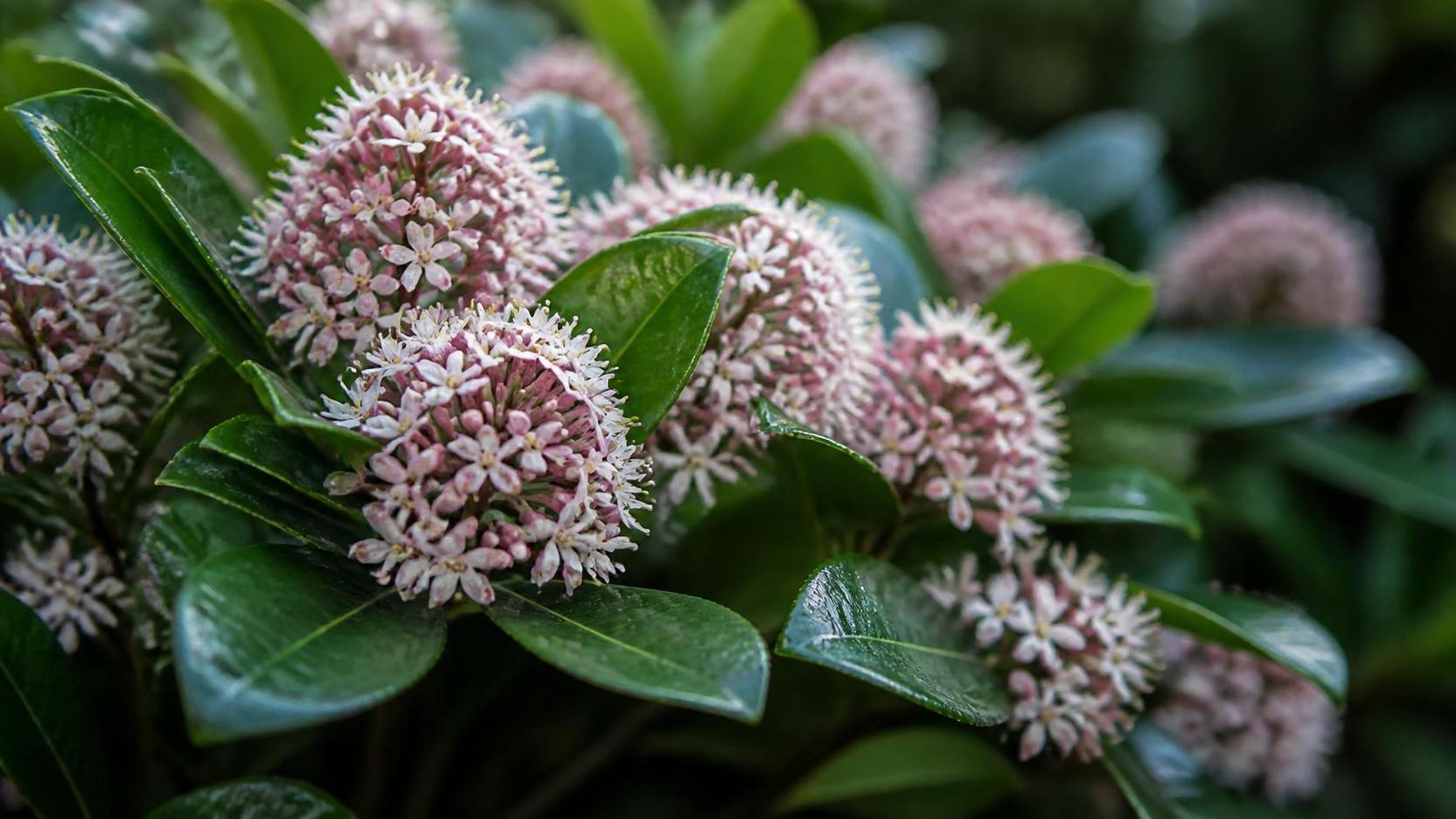 découvrez la signification et la symbolique du skimmia, un arbuste aux fleurs délicates, apprécié pour sa beauté et ses connotations culturelles.