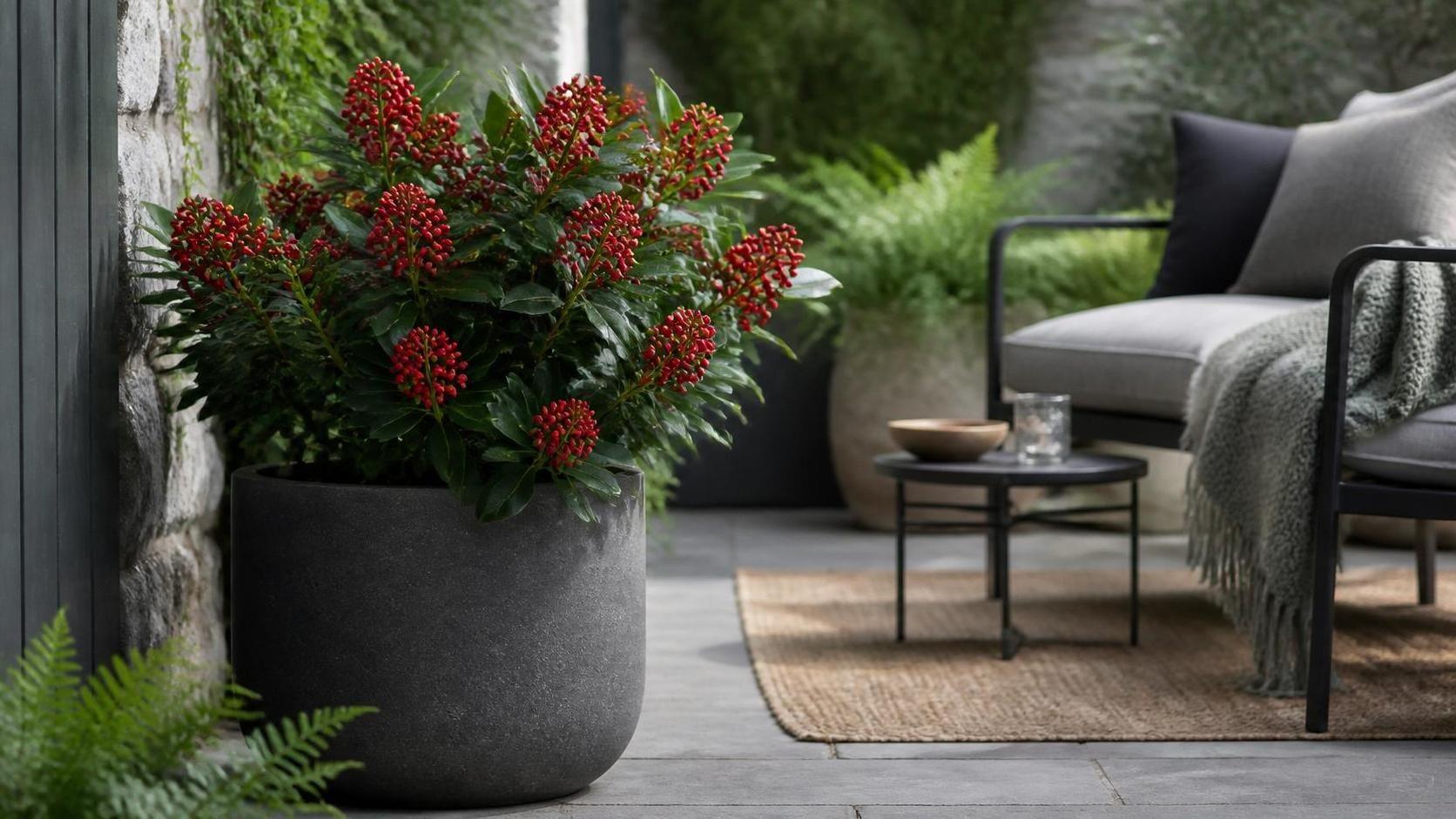 découvrez la symbolique du skimmia, un arbuste aux fleurs parfumées et feuilles persistantes, souvent associé à la protection et à la chance dans le langage des plantes.
