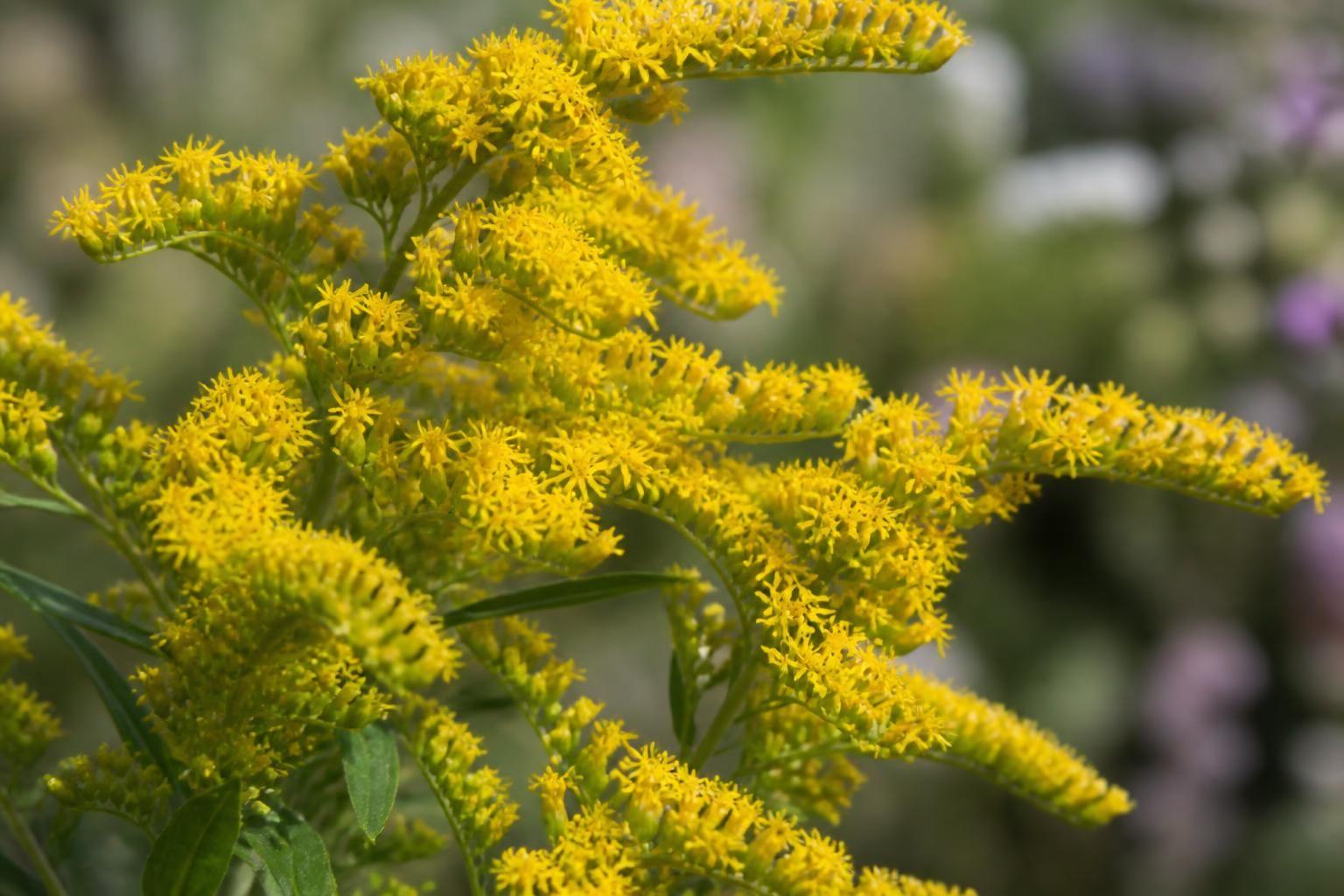 découvrez la signification spirituelle de la verge d’or, une fleur porteuse de symboles puissants liés à la lumière, à la purification et à la transformation intérieure.