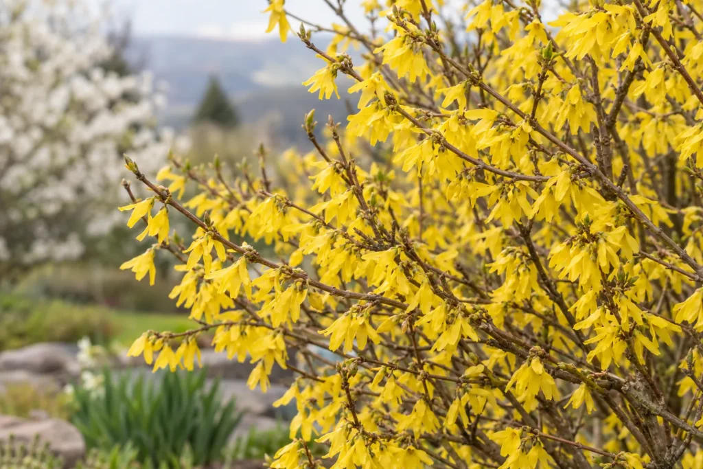 Forsythia couvert de fleurs jaunes en clochettes au début du printemps