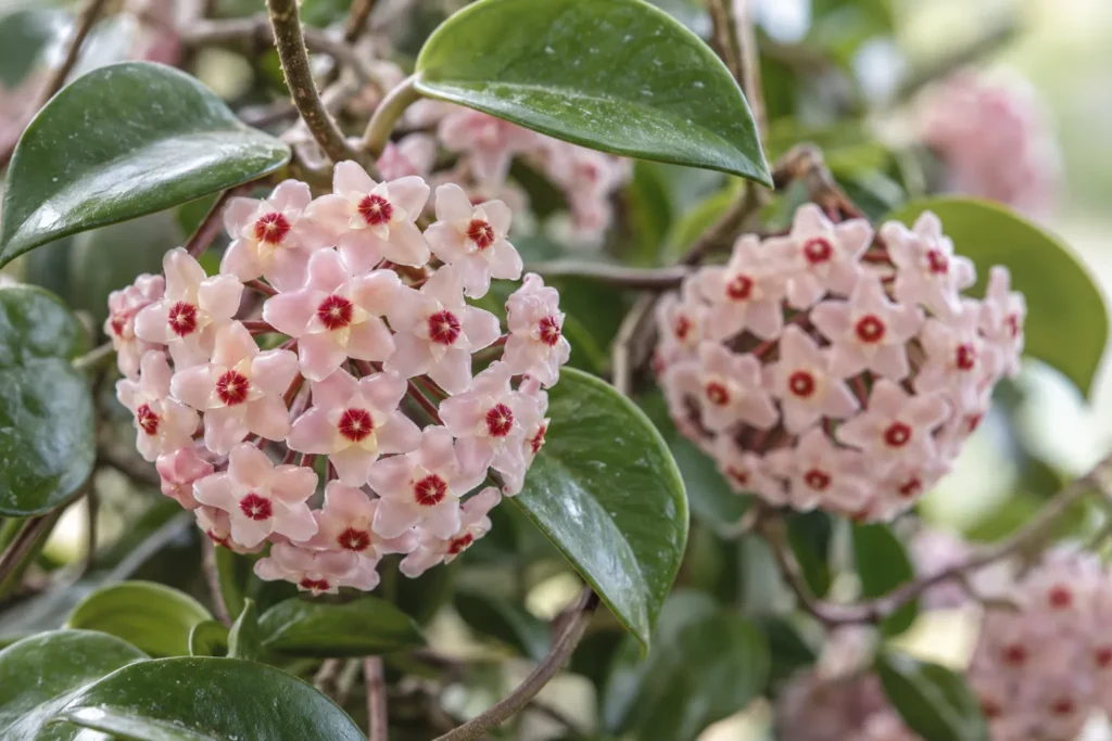 Ombelles de fleurs d’Hoya carnosa roses, cireuses et étoilées au cœur rouge